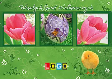 Trzy fotografie wiosennych kwiatów, krokusa i tulipanów, żółte pisklęta, zielone tło i życzenia
